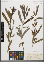 Foto von Salix purpurea L.